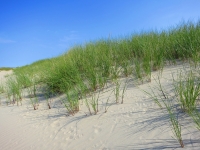 Düne