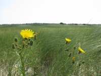Norderney Ostende