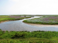 Norderney Salzwiese